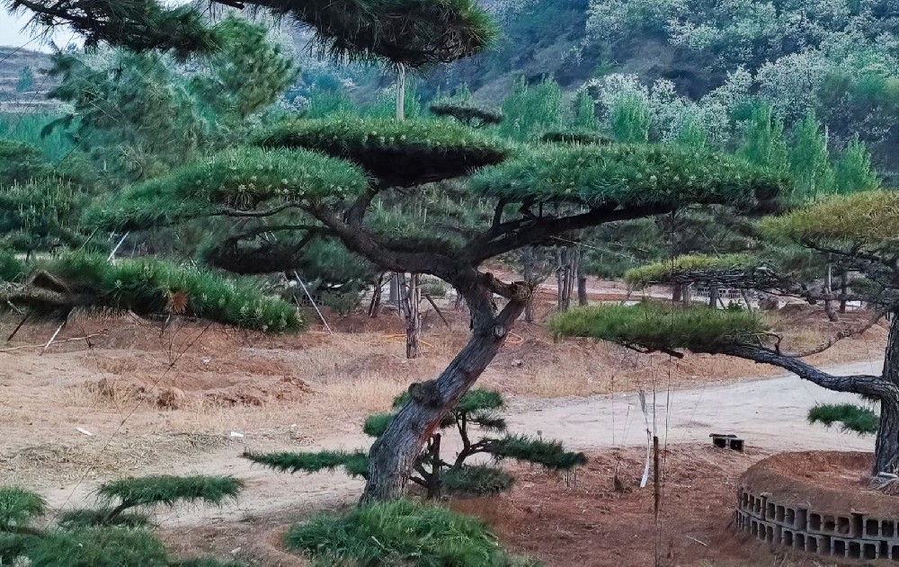 莱芜造型黑松,造型松