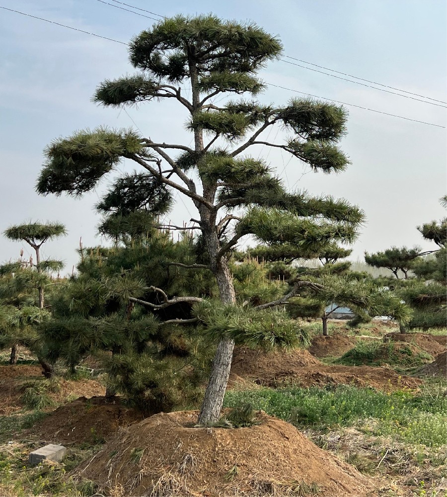 造型松