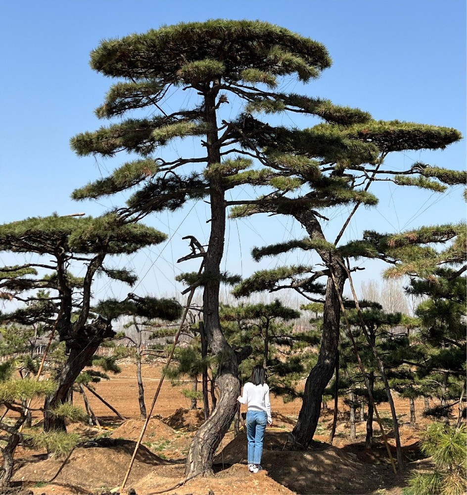 造型黑松