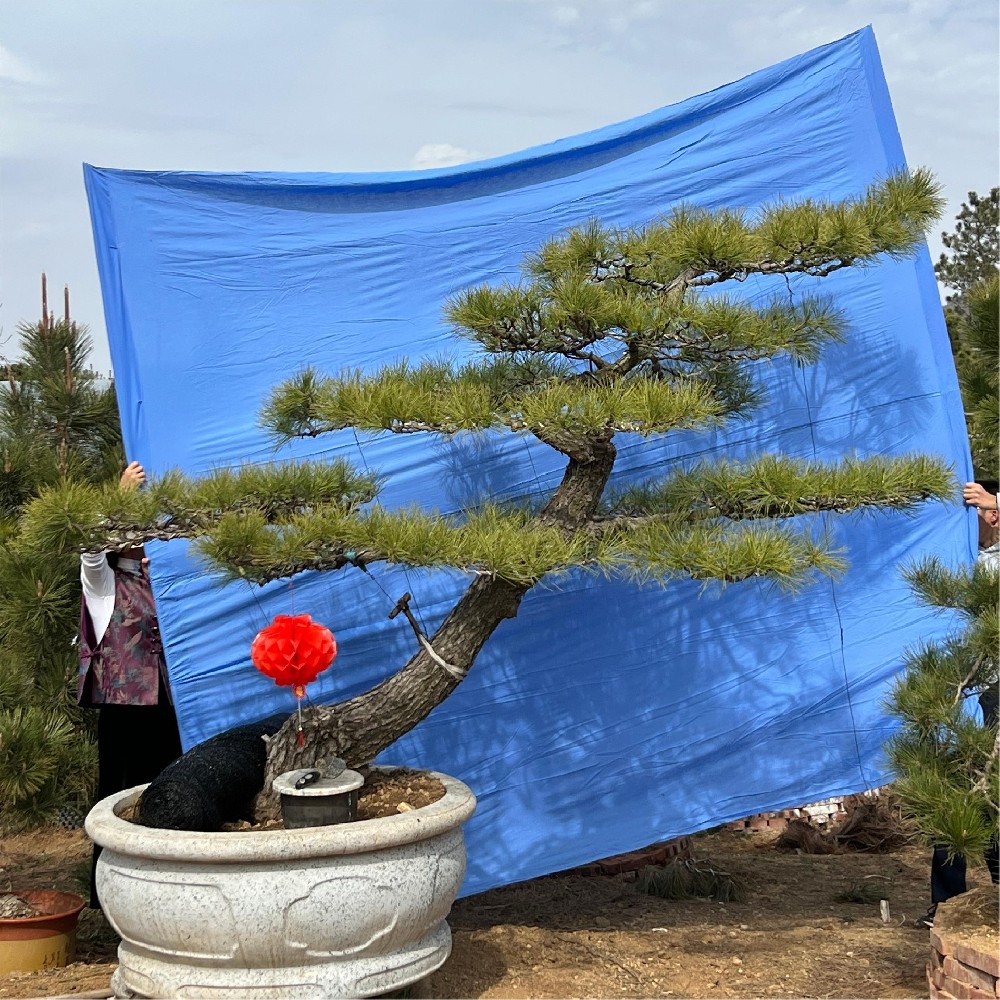 造型油松